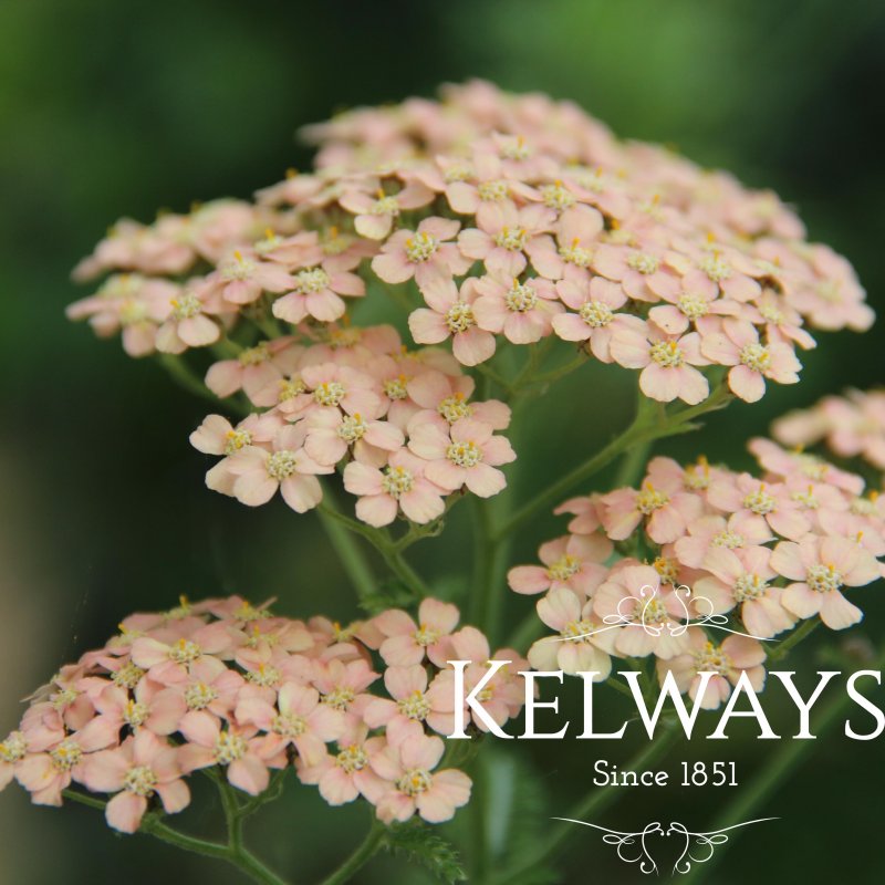 Achillea 'Lachsschonheit' (Galaxy Series)