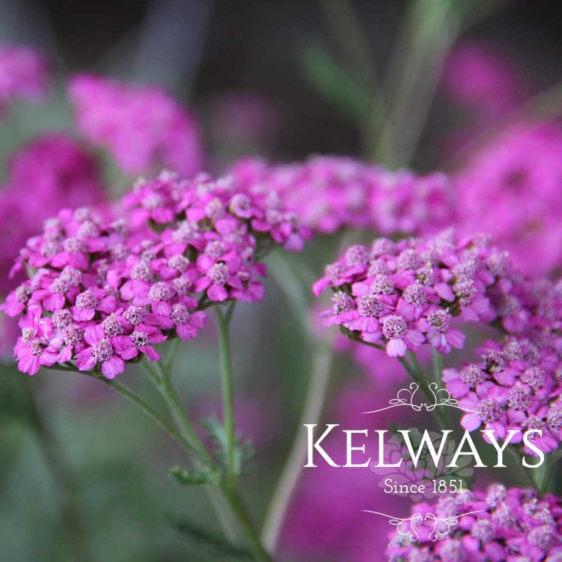 Achillea millefolium 'Lilac Beauty'