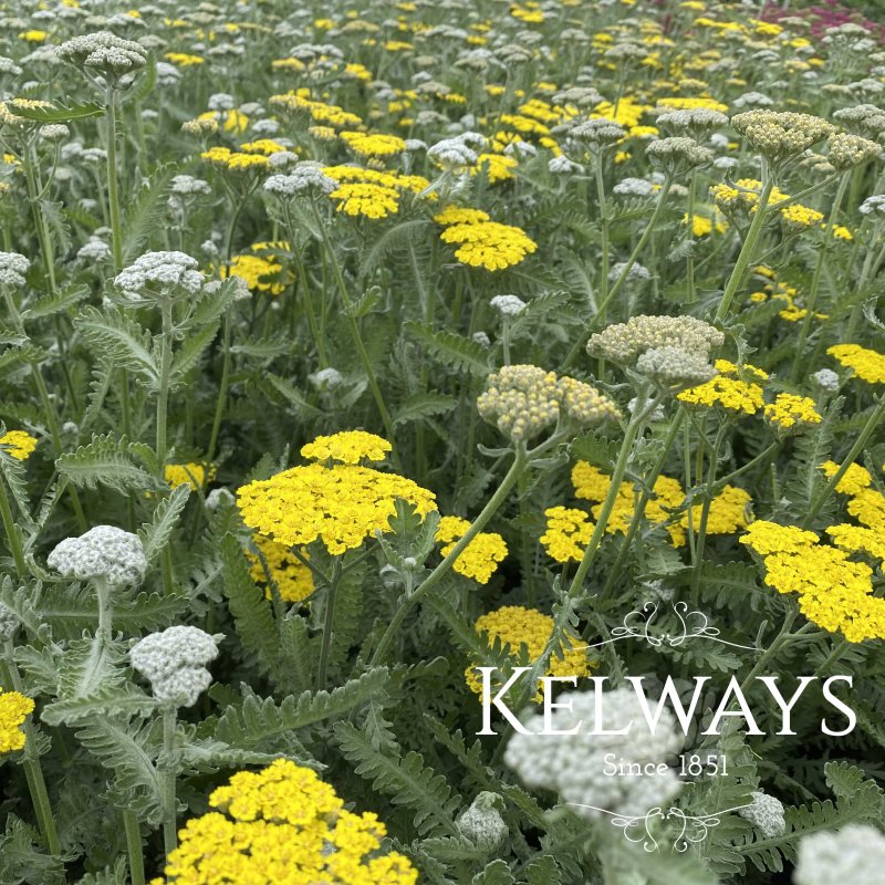 Achillea 'Moonshine'