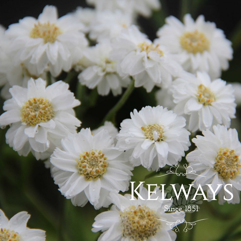 Achillea ptarmatica (The Pearl Group) 'The Pearl'