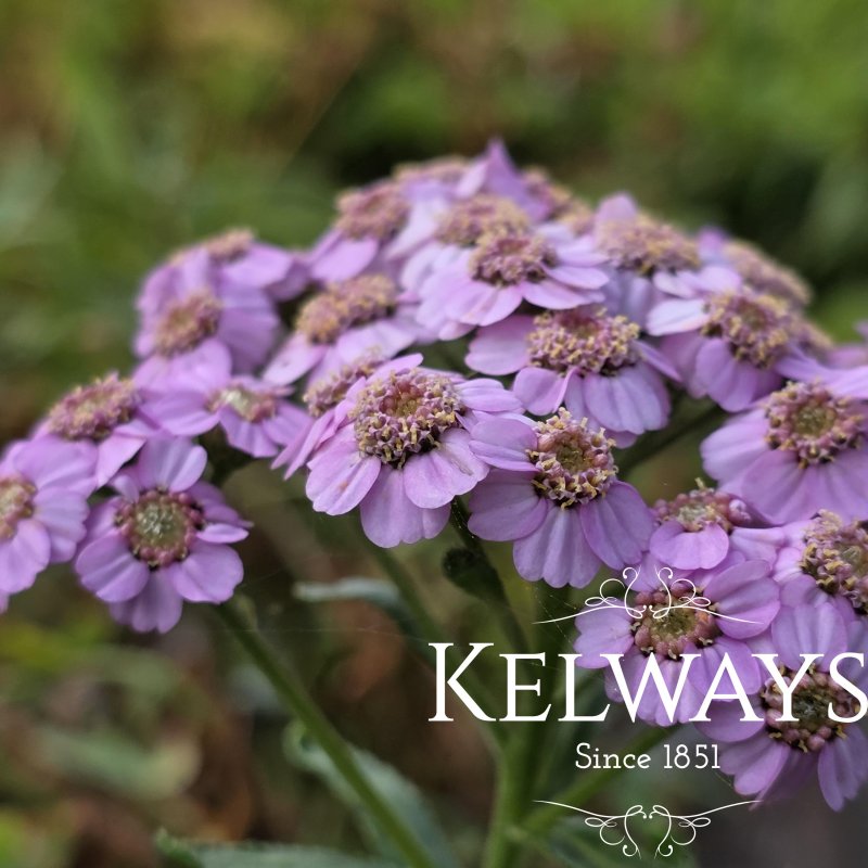 Achillea sibirica subsp. camschatica 'Love Parade'