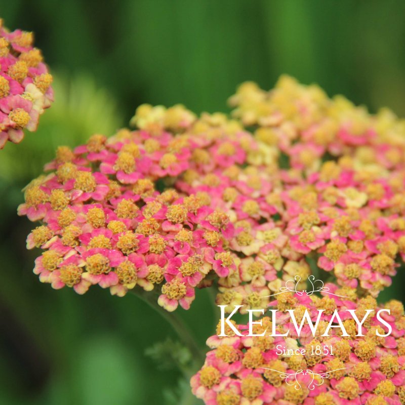 Achillea 'Walther Funcke'