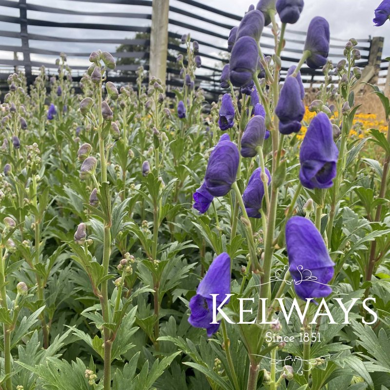 Aconitum carmichaelii (Arendsii Group) 'Arendsii'