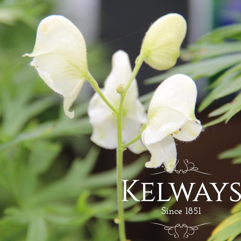 Aconitum napellus subsp. vulgare 'Albidum'