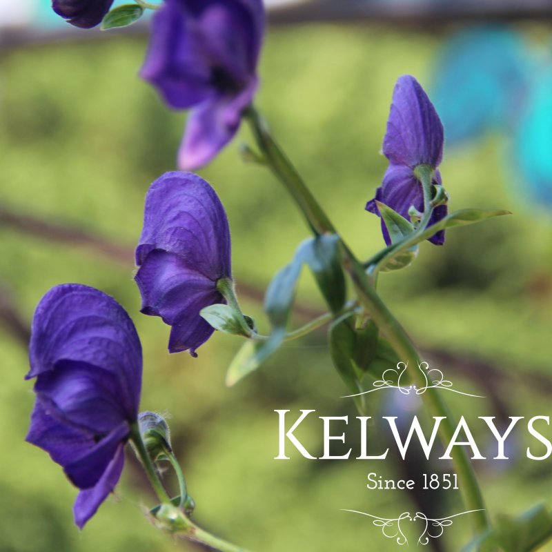 Aconitum 'Spark's Variety'