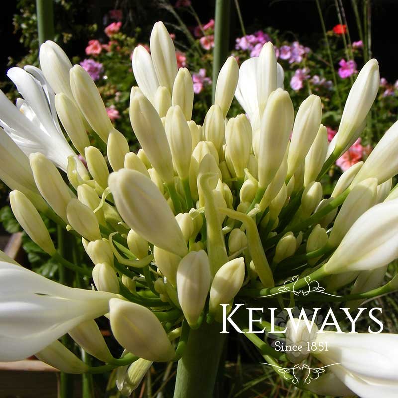 Agapanthus africanus 'Albus'