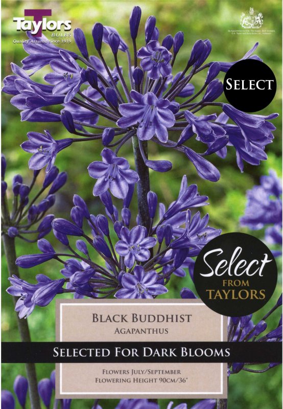 Taylors Bulbs Agapanthus Black Buddhist (1 bare root plant)