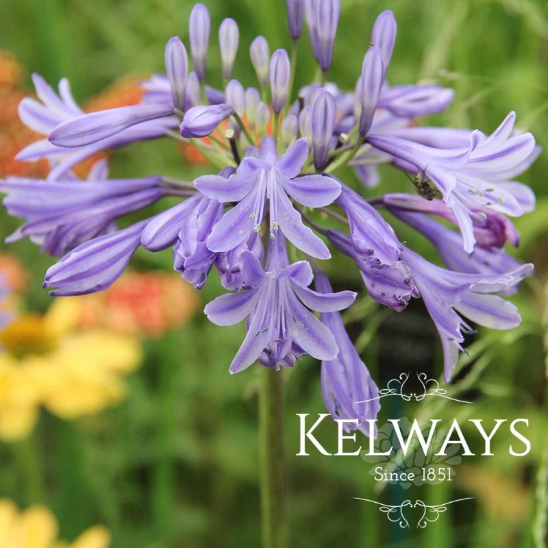 Agapanthus 'Northern Star'