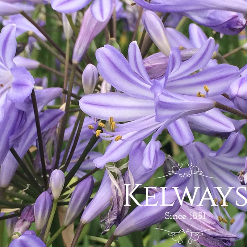 Agapanthus 'Peter Pan'