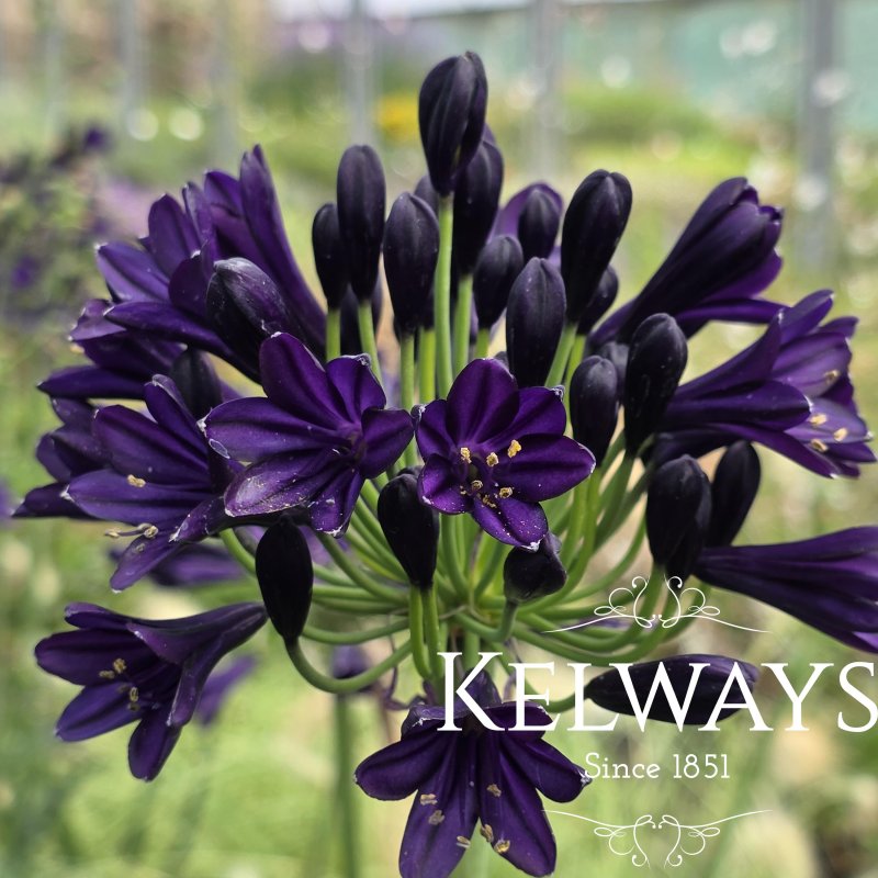 Agapanthus 'Royal Velvet'