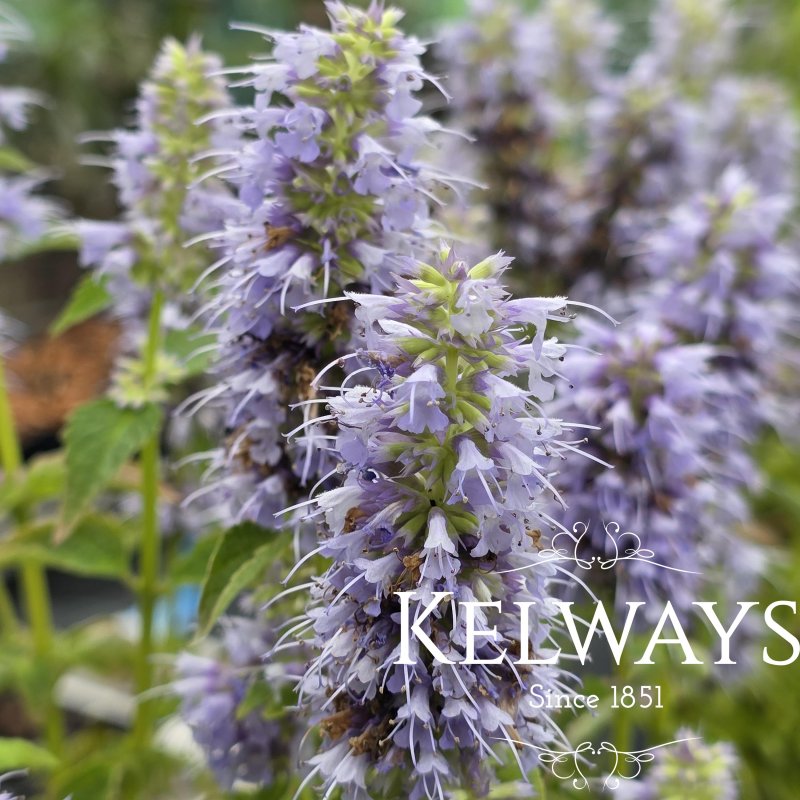 Agastache 'Blue Fortune'
