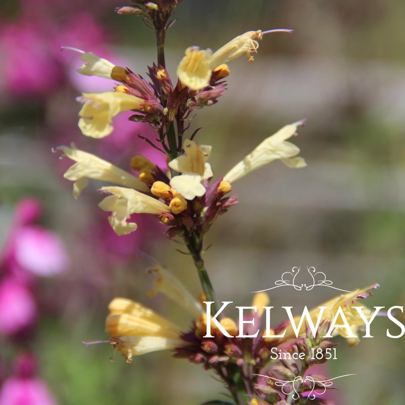 Agastache 'Summer Glow'