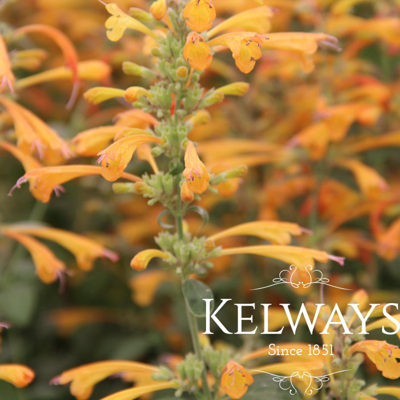 Agastache aurantiaca 'Tango'