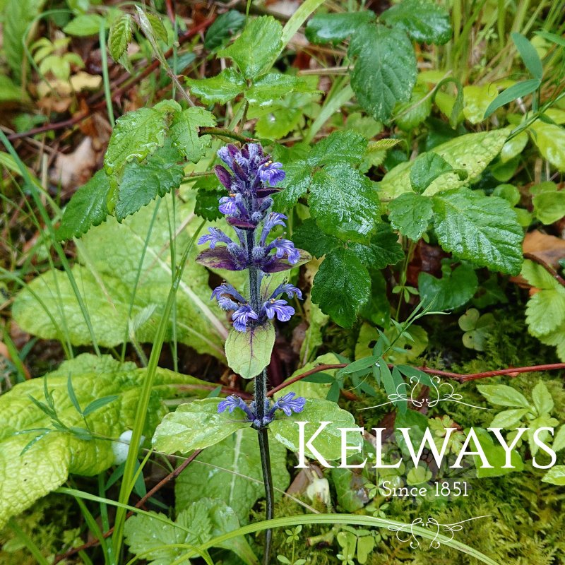 Ajuga reptans