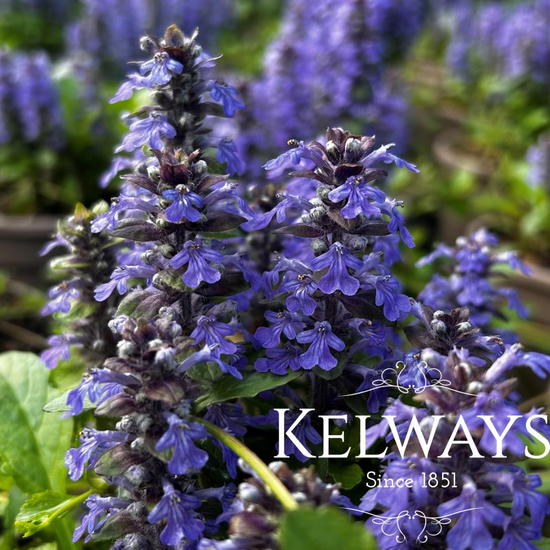 Ajuga reptans
