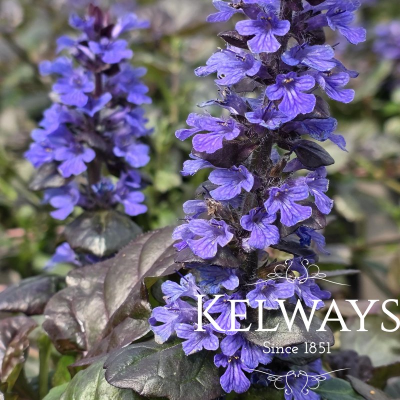 Ajuga reptans BLACK SCALLOP ('Binblasca' PBR) (2 litre pot)