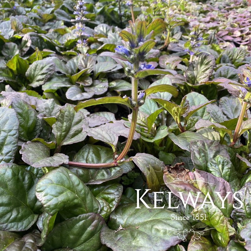 Ajuga reptans 'Catlin's Giant'