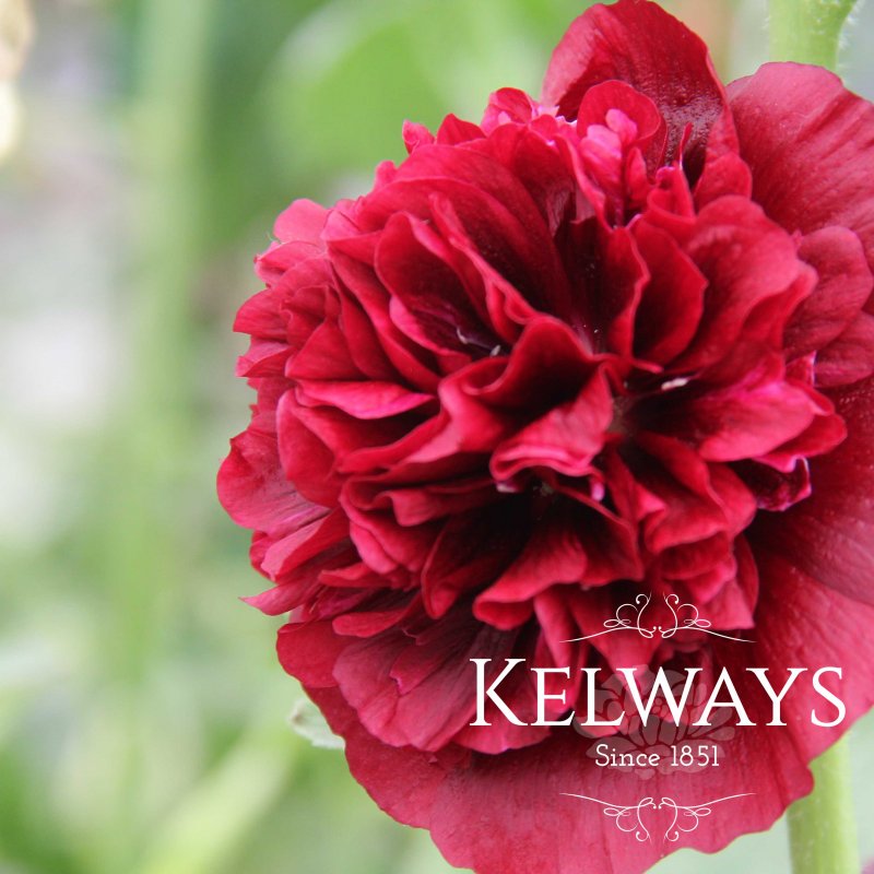 Alcea rosea Chater's Double Group scarlet-flowered