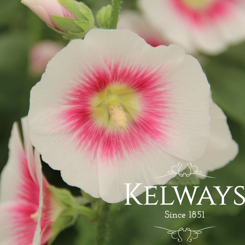 Alcea rosea 'Halo Blush' (Halo Series)