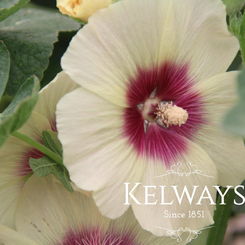 Alcea rosea 'Halo Cream' (Halo Series)