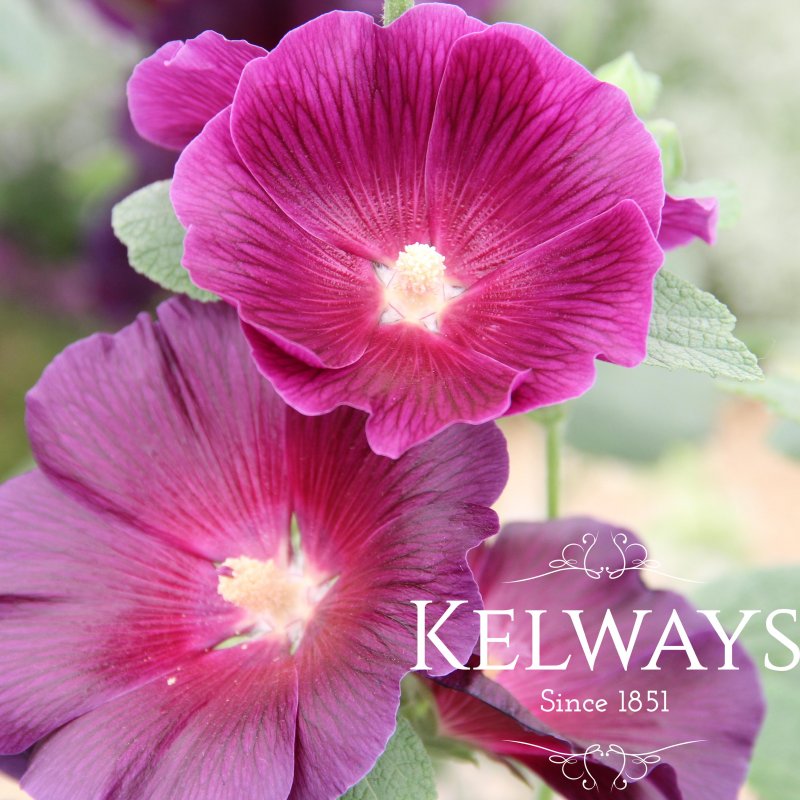 Alcea rosea 'Halo Lavender' (Halo Series)