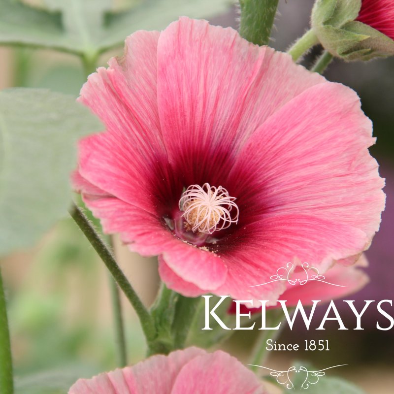 Alcea rosea 'Halo Rose' (Halo Series)