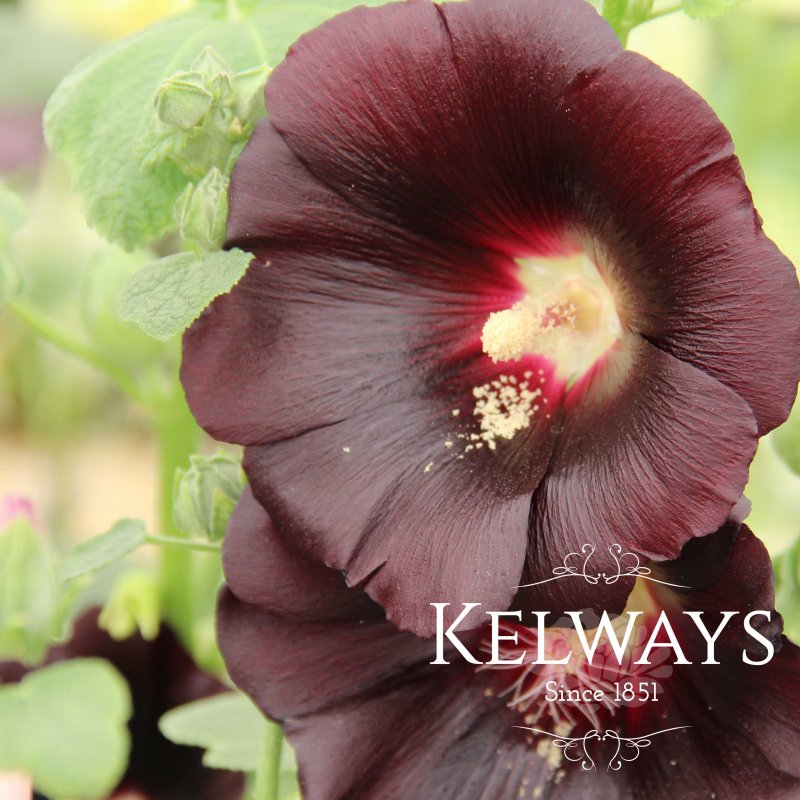 Alcea rosea 'Nigra'