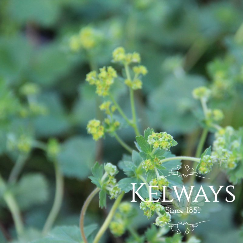 Alchemilla erythropoda