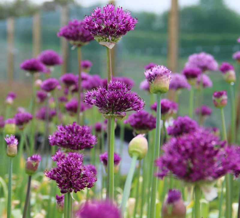 Allium hollandicum 'Purple Sensation'