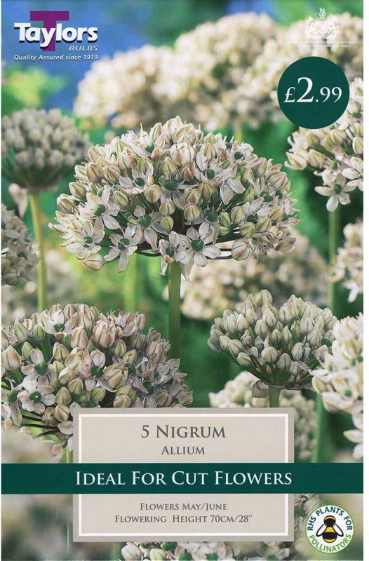 Allium nigrum