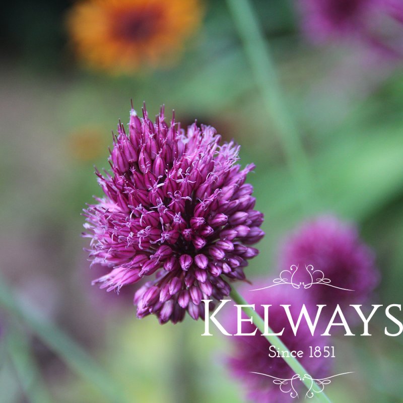 Allium sphaerocephalon