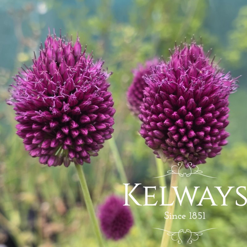 Allium sphaerocephalon