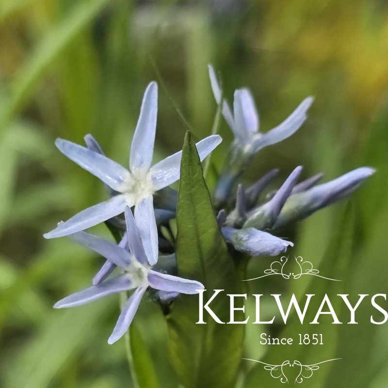 Amsonia tabernaemontana (3 litre pot)
