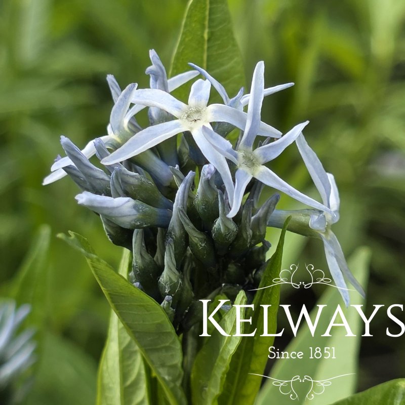 Amsonia tabernaemontana var. salicifolia (3 litre pot)