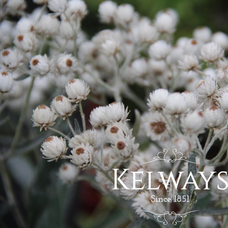 Anaphalis triplinervis 'Sommerschnee'