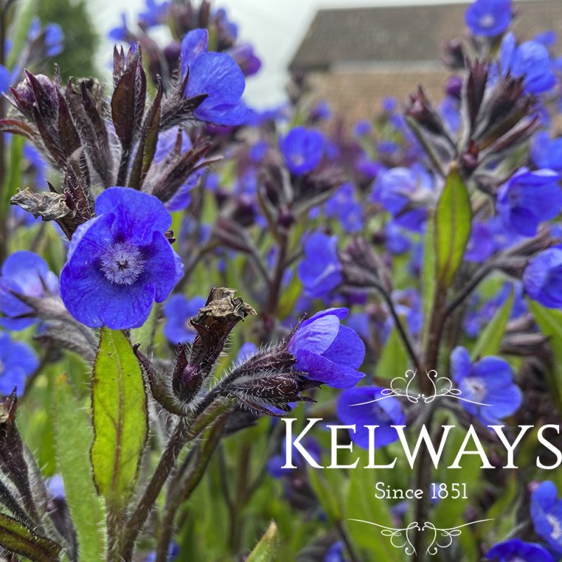 Anchusa azurea 'Loddon Royalist'