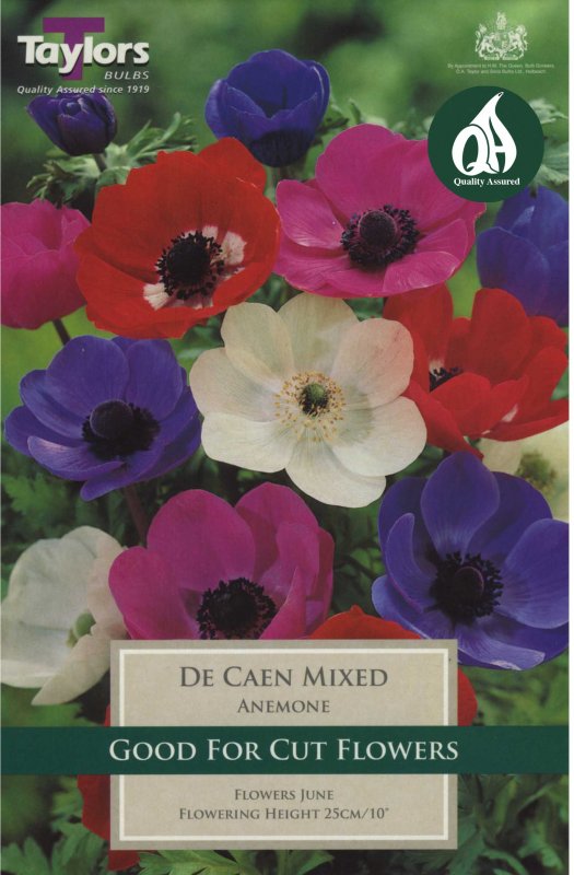 Taylors Bulbs Anemone De Caen (15 bulbs)