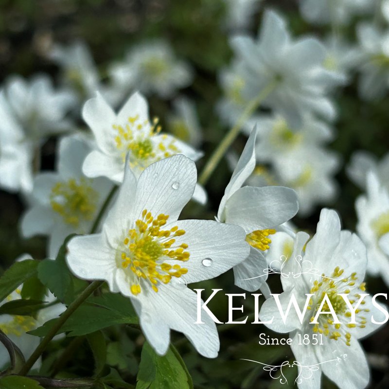 Anemone nemorosa