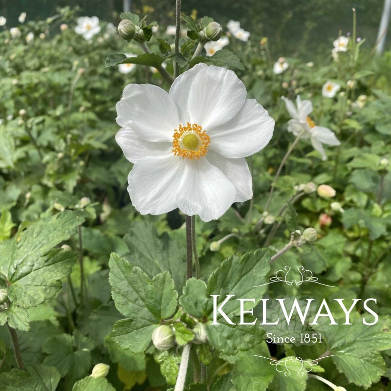 Anemone x hybrida 'Andrea Atkinson'
