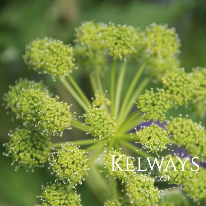 Angelica archangelica