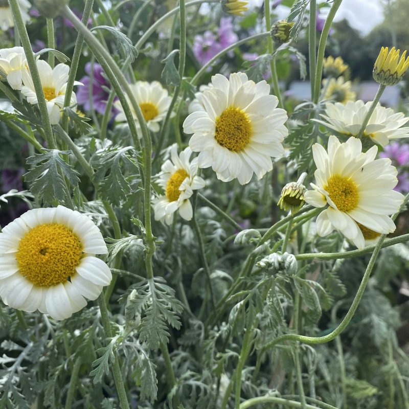 Anthemis Susanna Mitchell