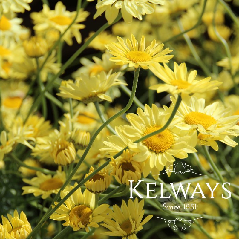 Anthemis tinctoria 'E. C. Buxton'