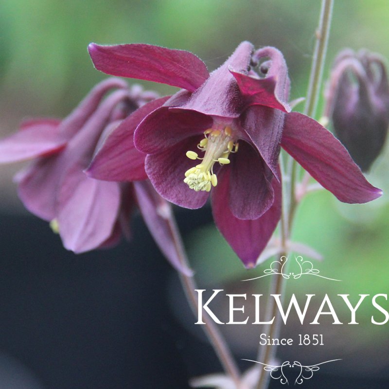 Aquilegia atrata