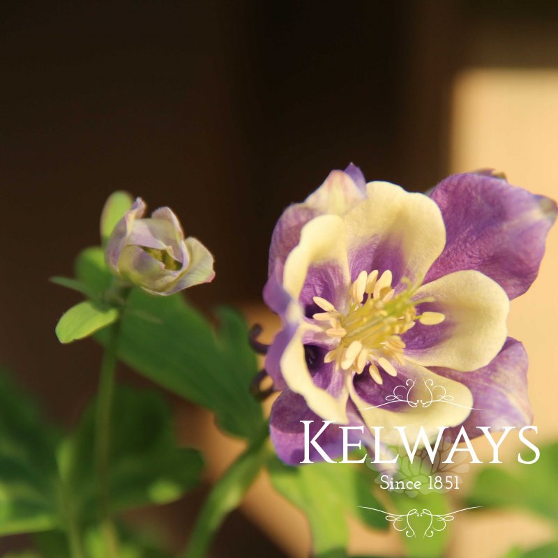 Aquilegia 'Spring Magic Blue and White' (Spring Magic Series)
