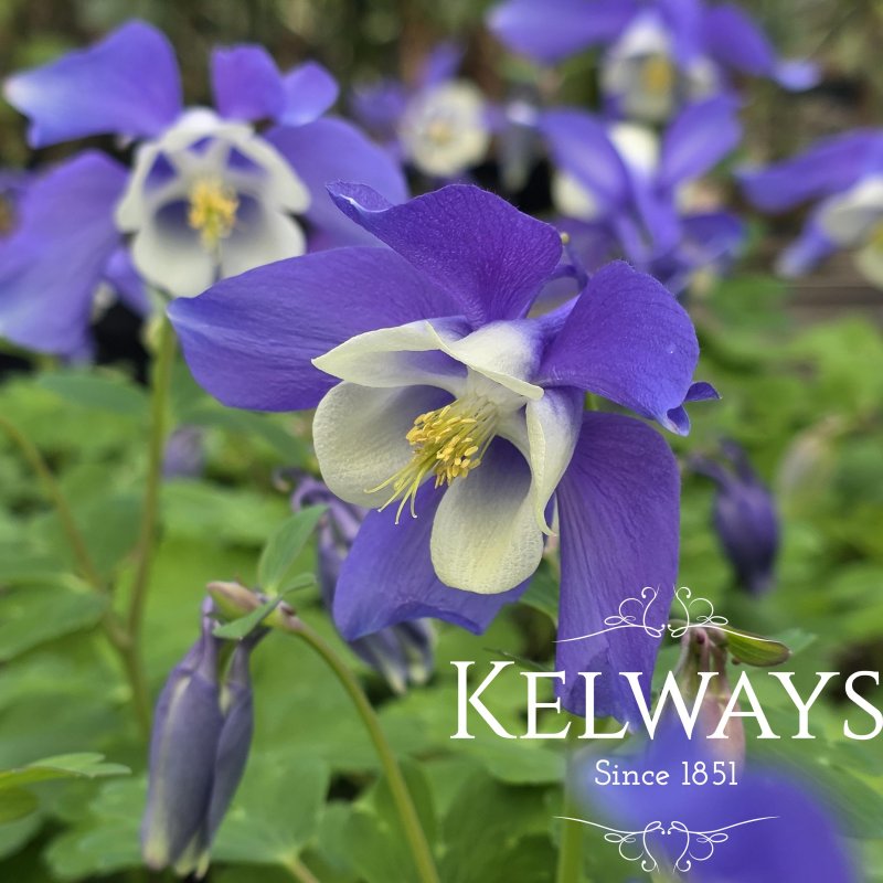 Aquilegia SPRING MAGIC BLUE AND WHITE ('Spring Magic Series) (9cm pot)