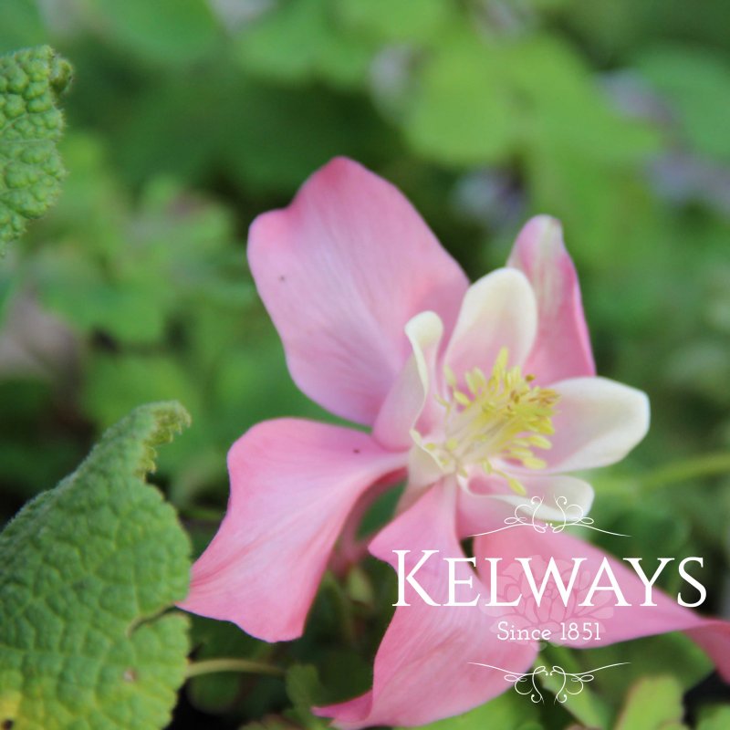 Aquilegia 'Spring Magic Rose and White' (Spring Magic Series)