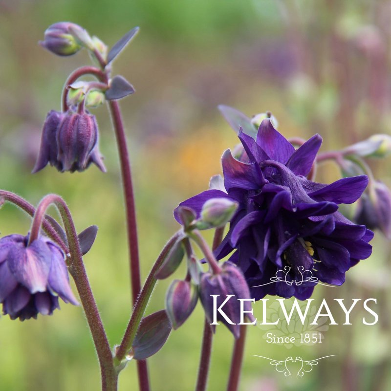 Aquilegia vulgaris var. stellata 'Blue Barlow' (Barlow Series)