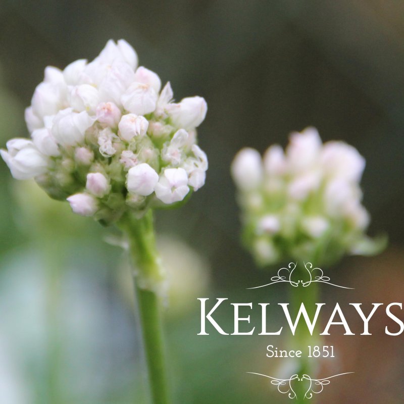 Armeria maritima 'Armada White' (Armada Series)