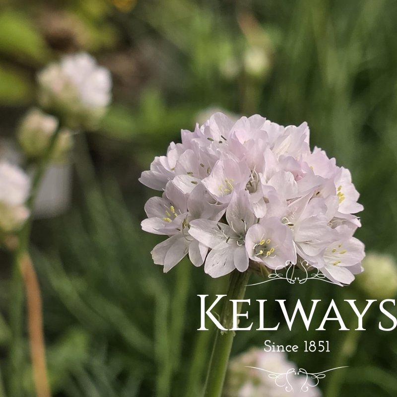 Armeria maritima 'Morning Star White'