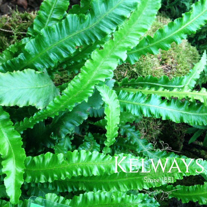 Asplenium scolopendrium 'Angustatum'